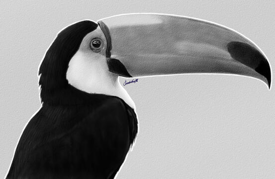 Toucan